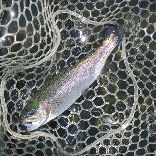 ニジマスの釣果