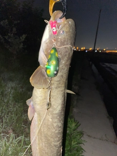 ナマズの釣果