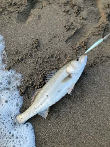 スズキの釣果