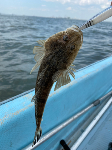 マゴチの釣果