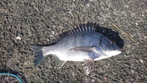 キチヌの釣果