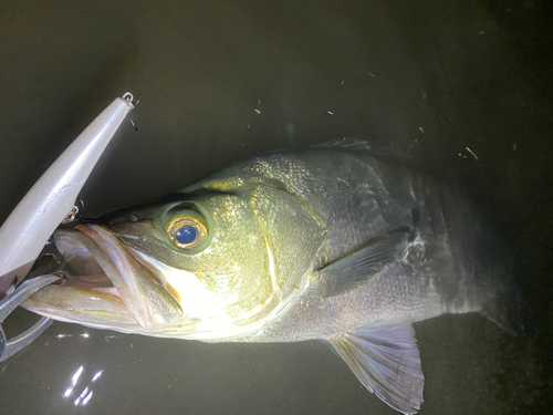 ヒラスズキの釣果