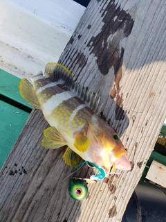 アオハタの釣果