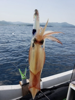 ケンサキイカの釣果