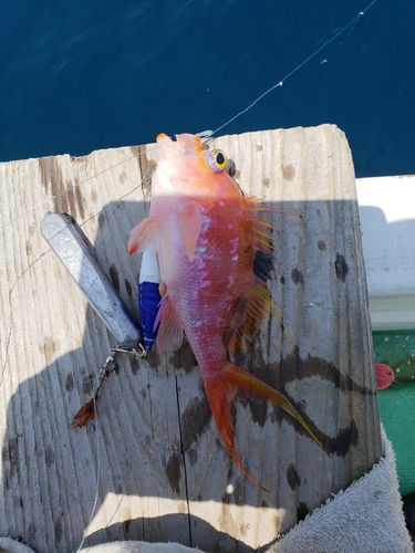 サクラダイの釣果