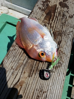 レンコダイの釣果