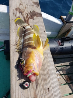 アオハタの釣果