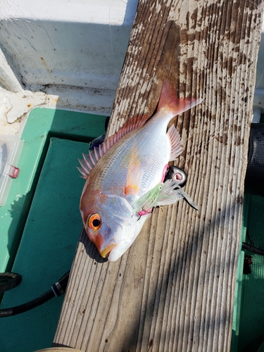 レンコダイの釣果