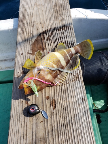 アオハタの釣果