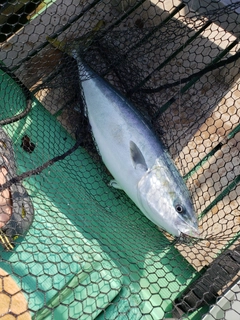 ハマチの釣果