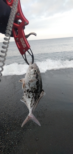 ショゴの釣果