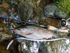 ニジマスの釣果