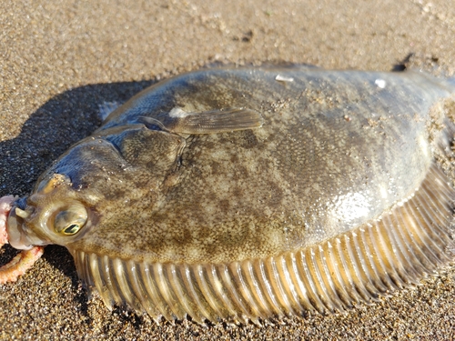 カレイの釣果