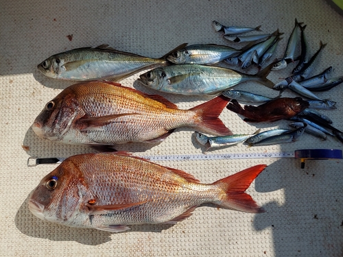 マダイの釣果