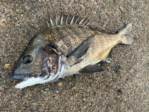 チヌの釣果