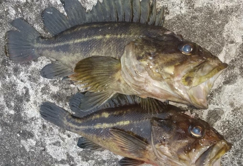 ソイの釣果