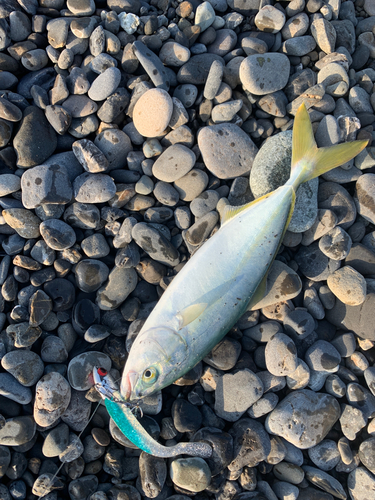 ワカシの釣果