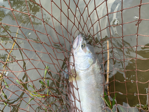 サクラマスの釣果