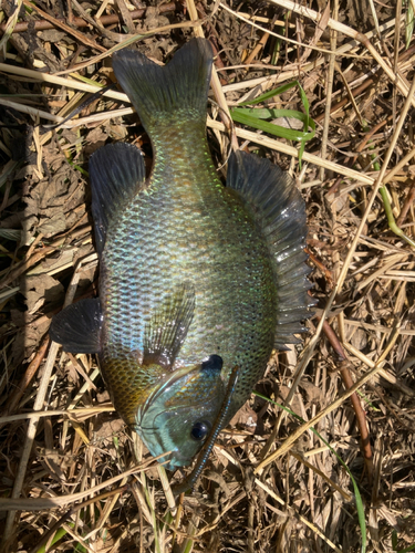 ブルーギルの釣果