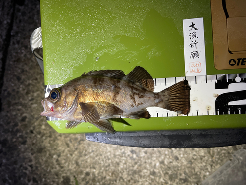 メバルの釣果