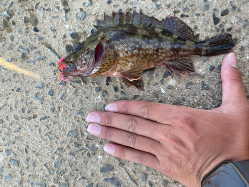 アラカブの釣果