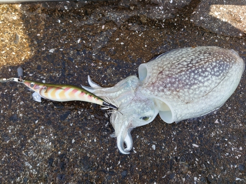 コウイカの釣果