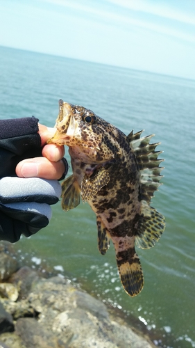 タケノコメバルの釣果