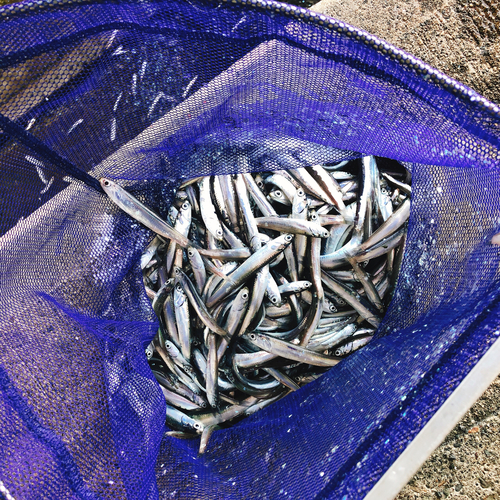 カタクチイワシの釣果