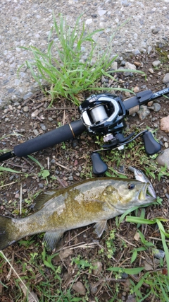 スモールマウスバスの釣果