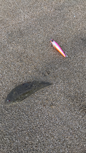 シタビラメの釣果