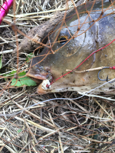 コイの釣果