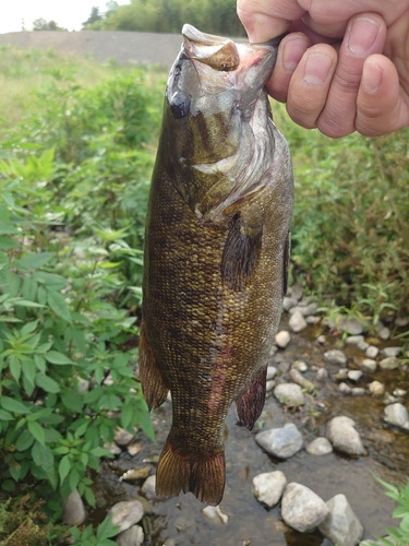 スモールマウスバスの釣果