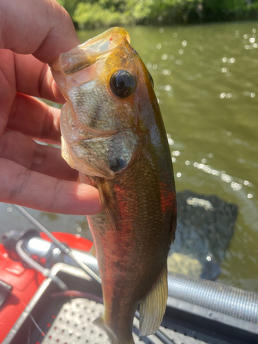 ブラックバスの釣果