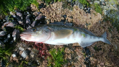 ホッケの釣果