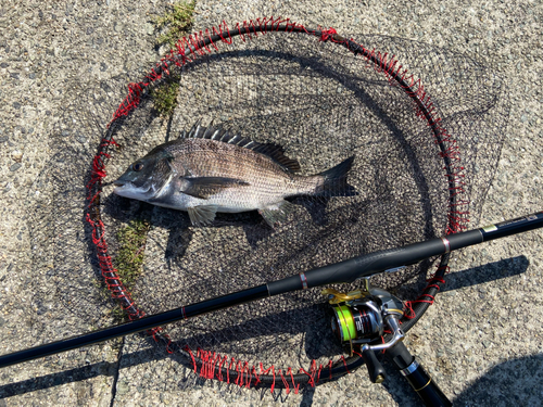 チヌの釣果