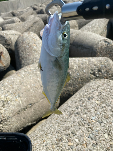 ツバスの釣果