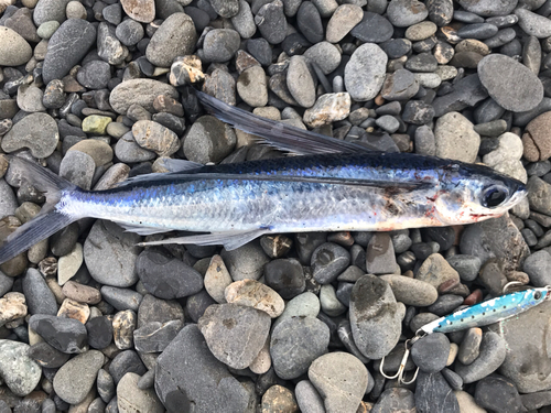 トビウオの釣果