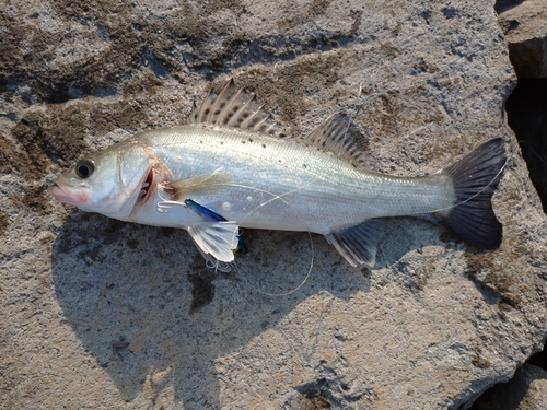 セイゴ（マルスズキ）の釣果