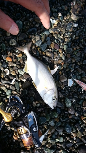 ショゴの釣果