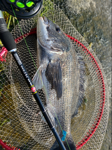 チヌの釣果