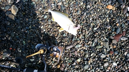 ショゴの釣果