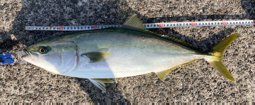 メジロの釣果