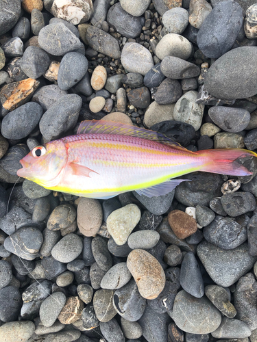 イトヨリダイの釣果