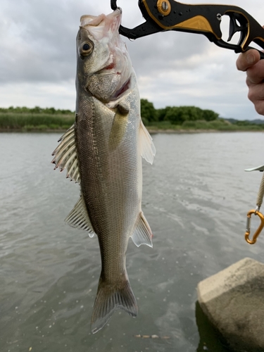 フッコ（マルスズキ）の釣果