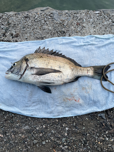 チヌの釣果