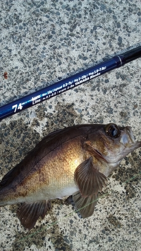 メバルの釣果