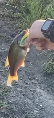 ブラックバスの釣果