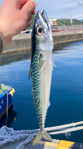 サバの釣果