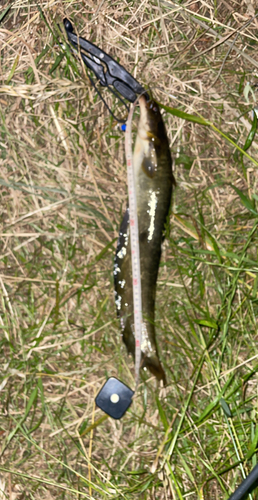 ナマズの釣果