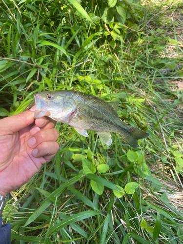 ブラックバスの釣果